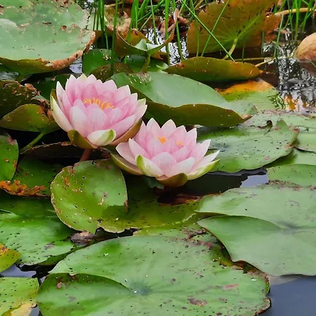 Semesterbostad 5 Person In Henne-by Traum *